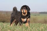 DOGUE DU TIBET 542